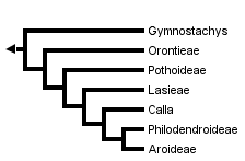 taxon links