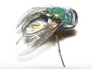 Green bottle fly