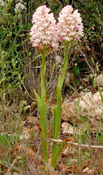 Anacamptis pyramidalis