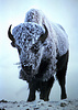 American bison