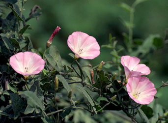 Calystegia dahurica