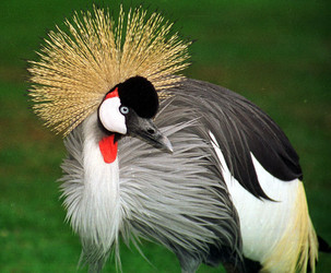 Crowned crane (Balearica pavonia), Kenya