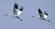 whooping cranes flying