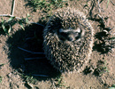 African hedgehog