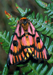 Elegant sheep moth