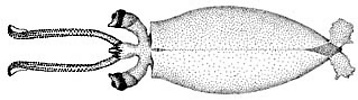 Dorsal view of paralarva