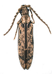 Prolixocupes latreillei