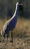 Mississippi Sandhill Crane