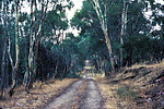 Megalyra fasciipennis habitat