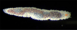 Sphaerodoridae