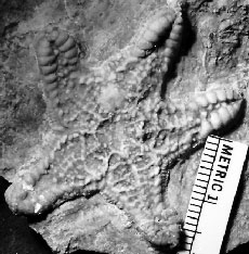 Trichasteropsis fossil