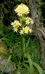 Zigadenus venenosus 