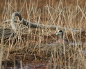 American widgeon