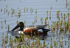 northern shoveler