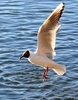 Black-headed gull in summer plumage