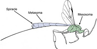 Gasteruptiid wasp with mesosoma and metasoma highlighted.