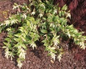 Drooping Leucothoe (Leucothoe fontanisiana 'Girard's Rainbow')