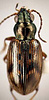 Bembidion versutum