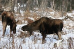 moose with antlers